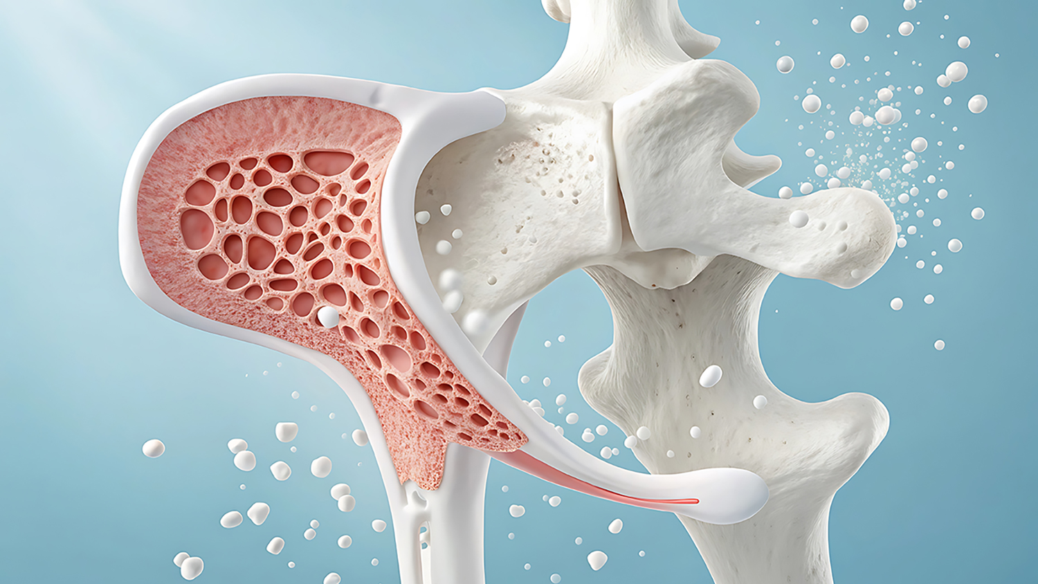 Human hip bone anatomy: An intricately detailed anatomical depic