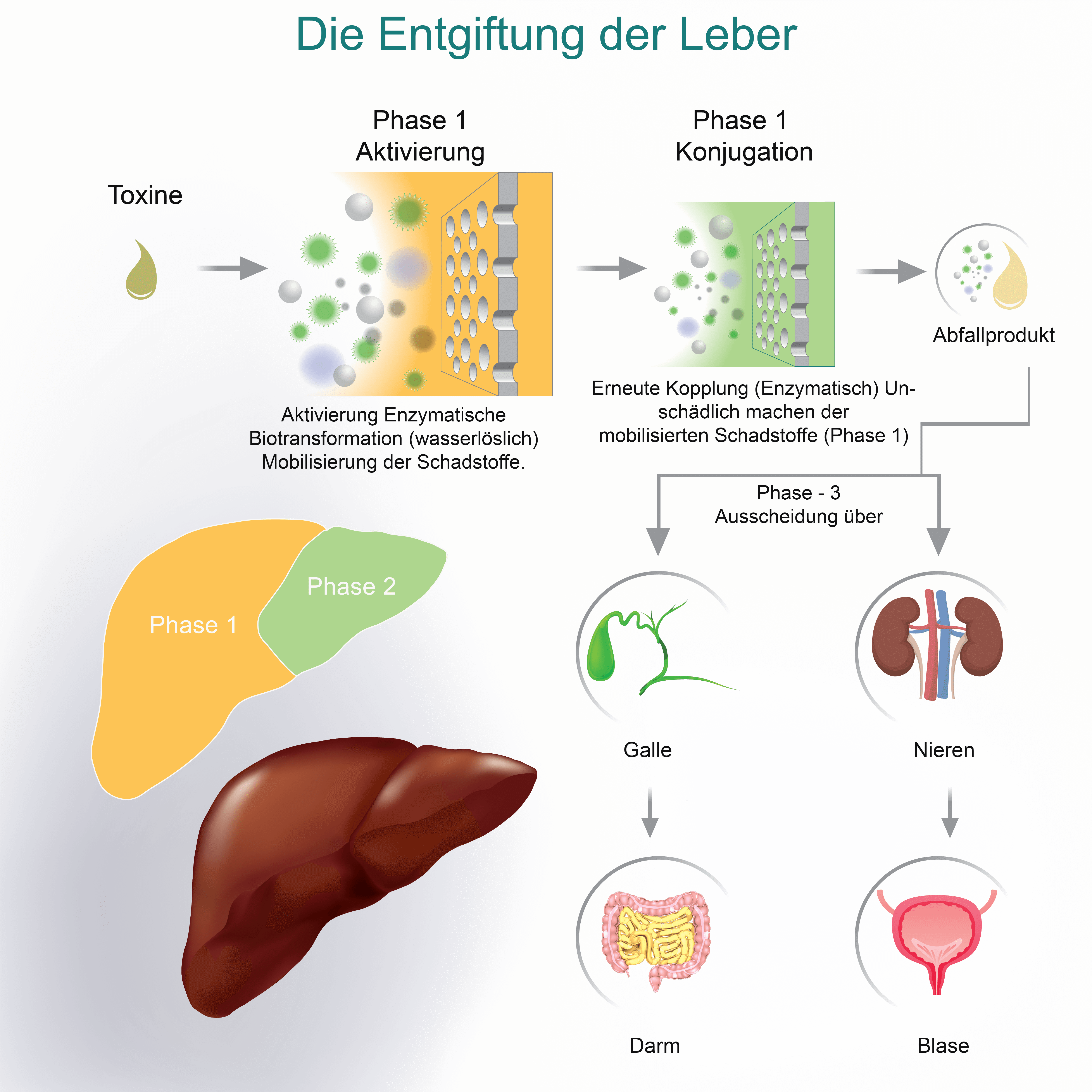 Leber wenn zwickt die tanihorko: Wenn