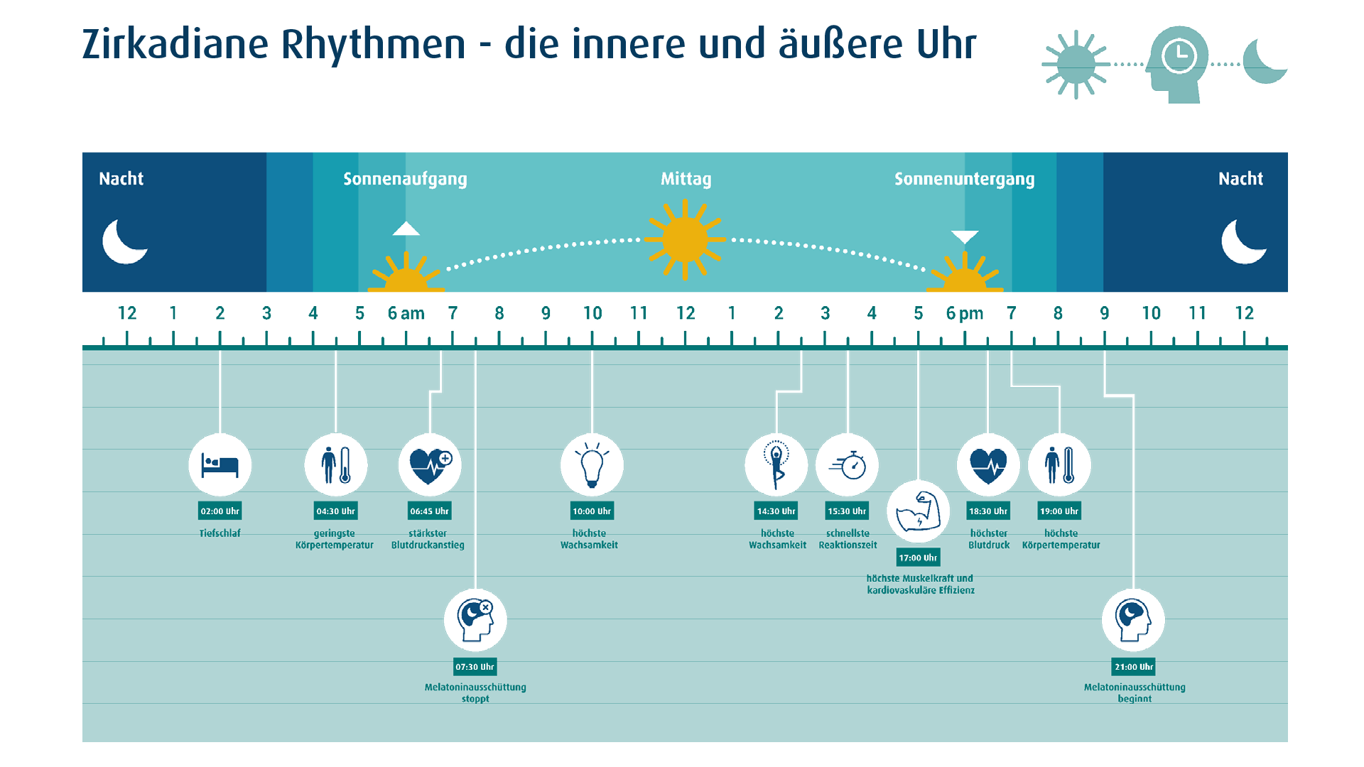 zirkadiane_rhythmen