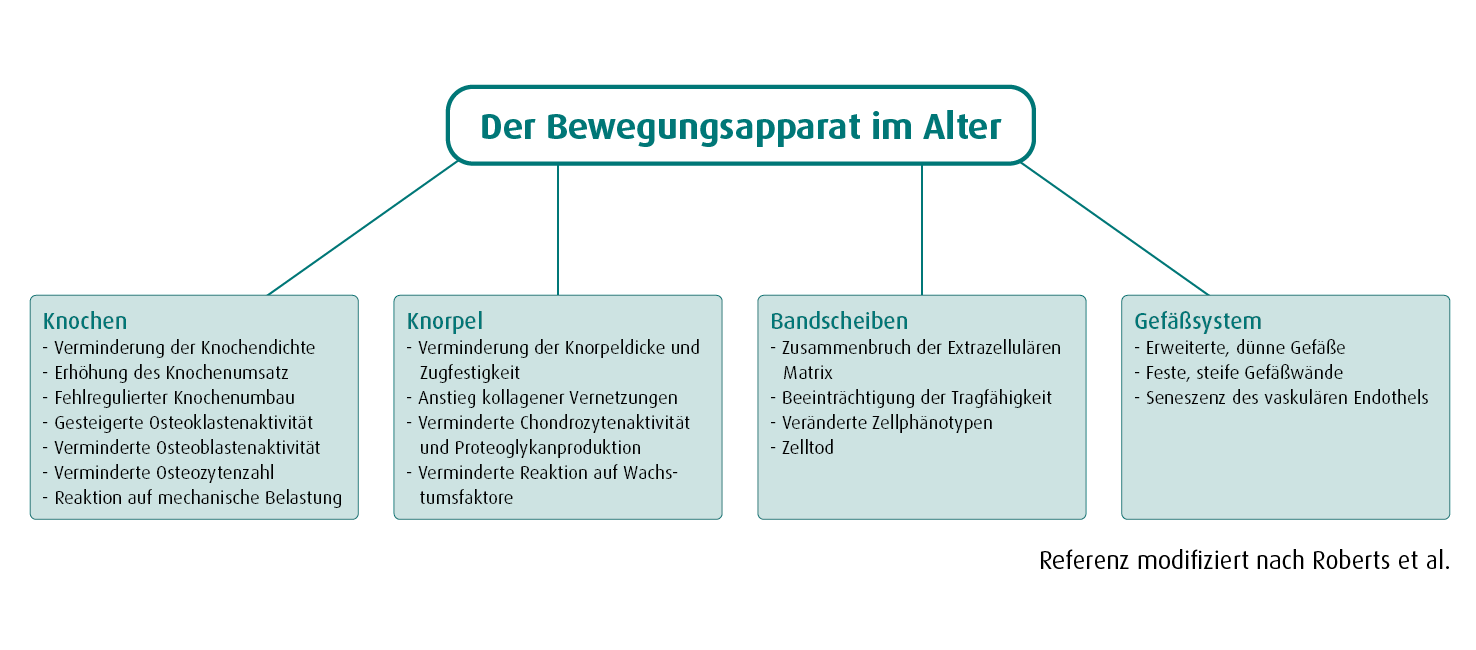 bewegungsapparat_im_alter01