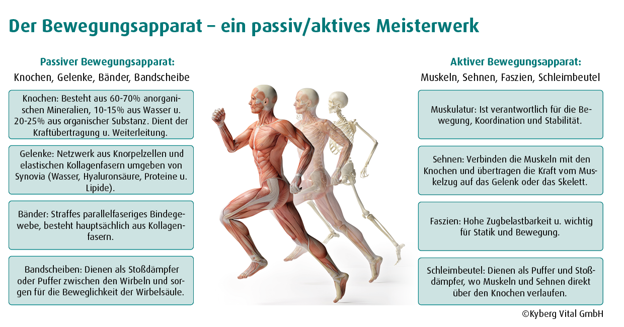 passiv-aktiv bewegungsapparat