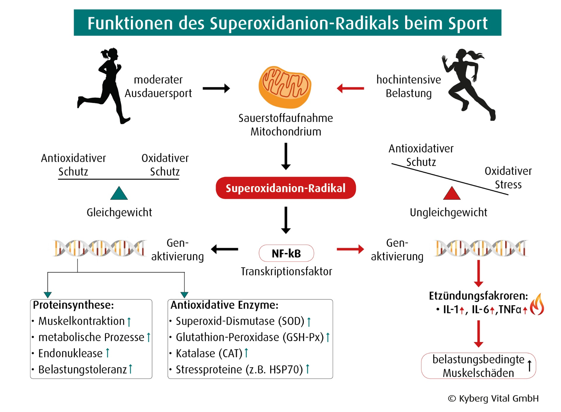 sport