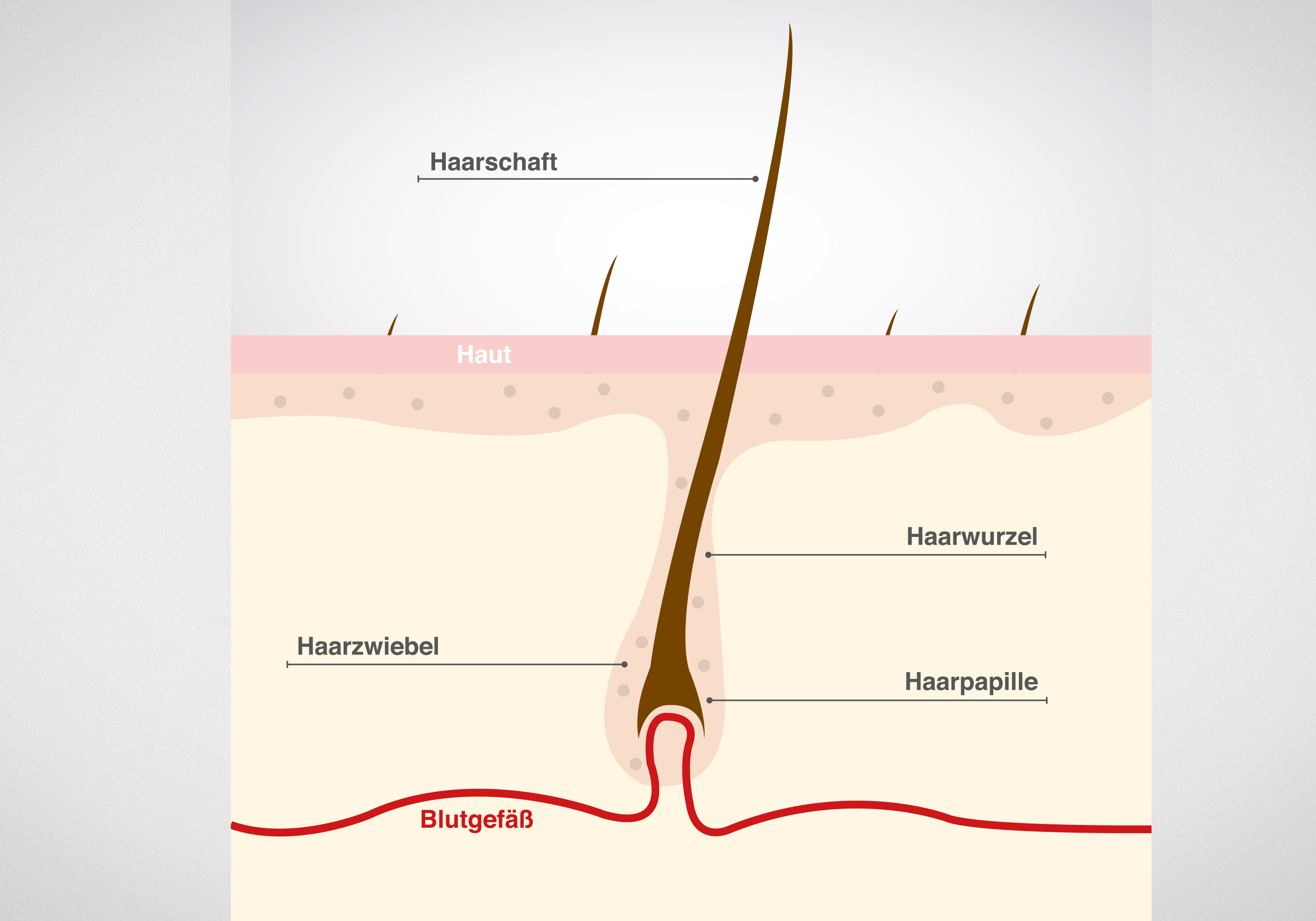 Aufbau_Haar