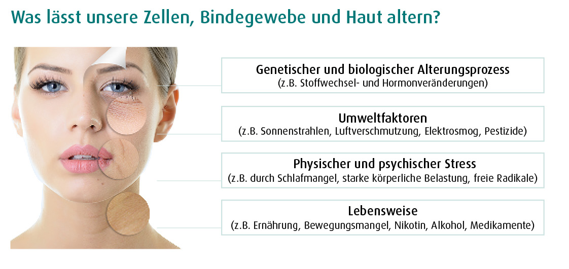 bindegewbe und haut
