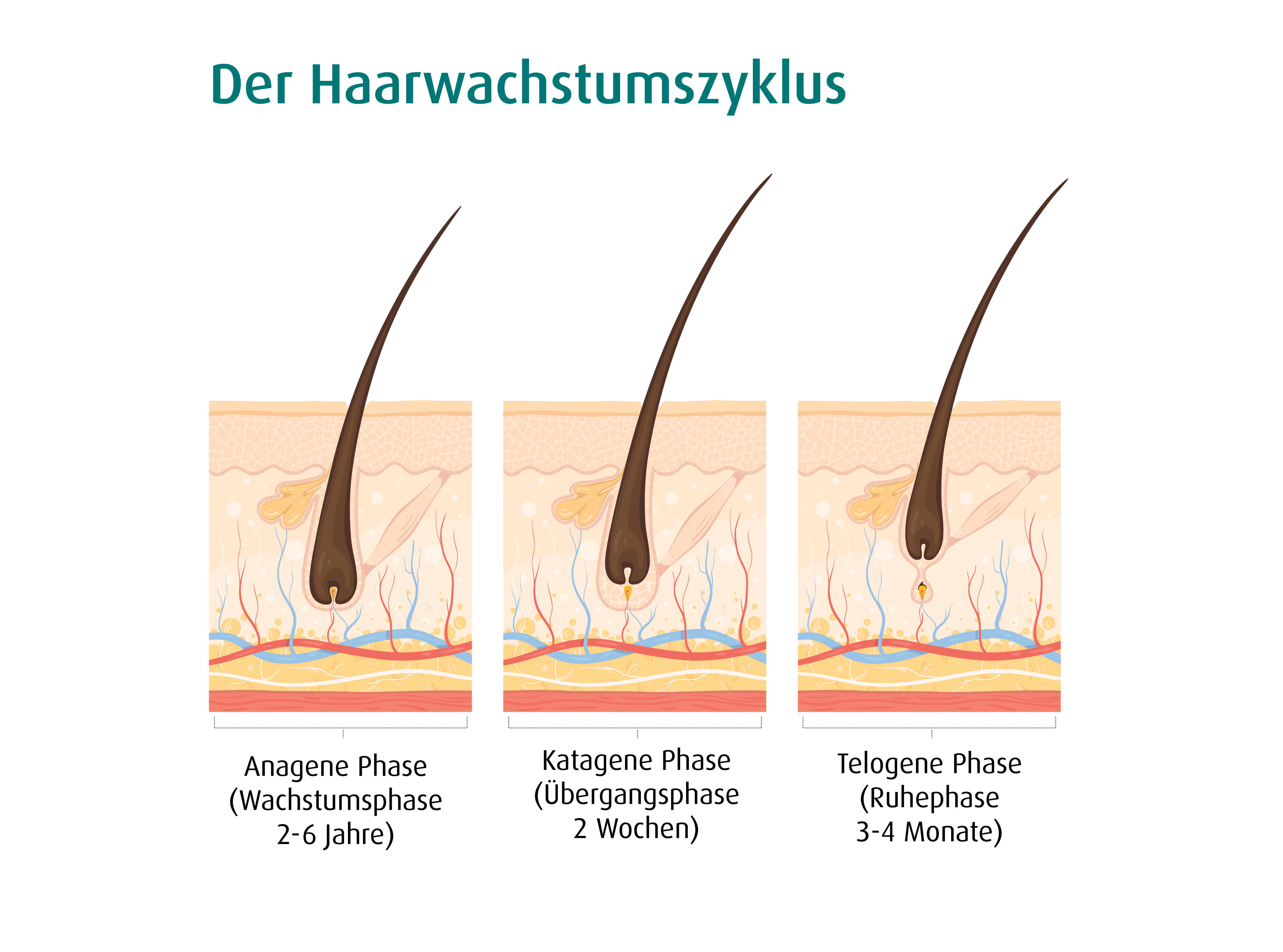haarzyklus