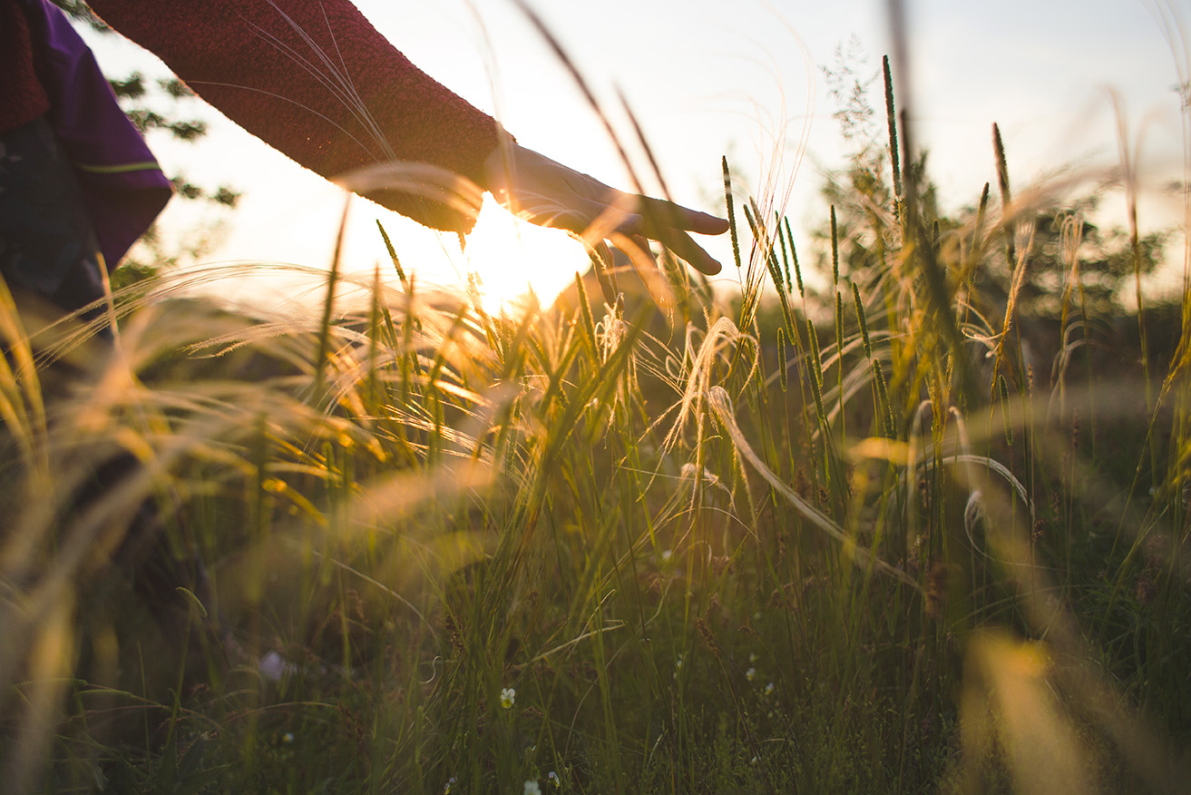 the girl touches the grass while walking in the meadows