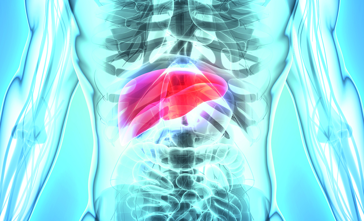 3D illustration of Liver.