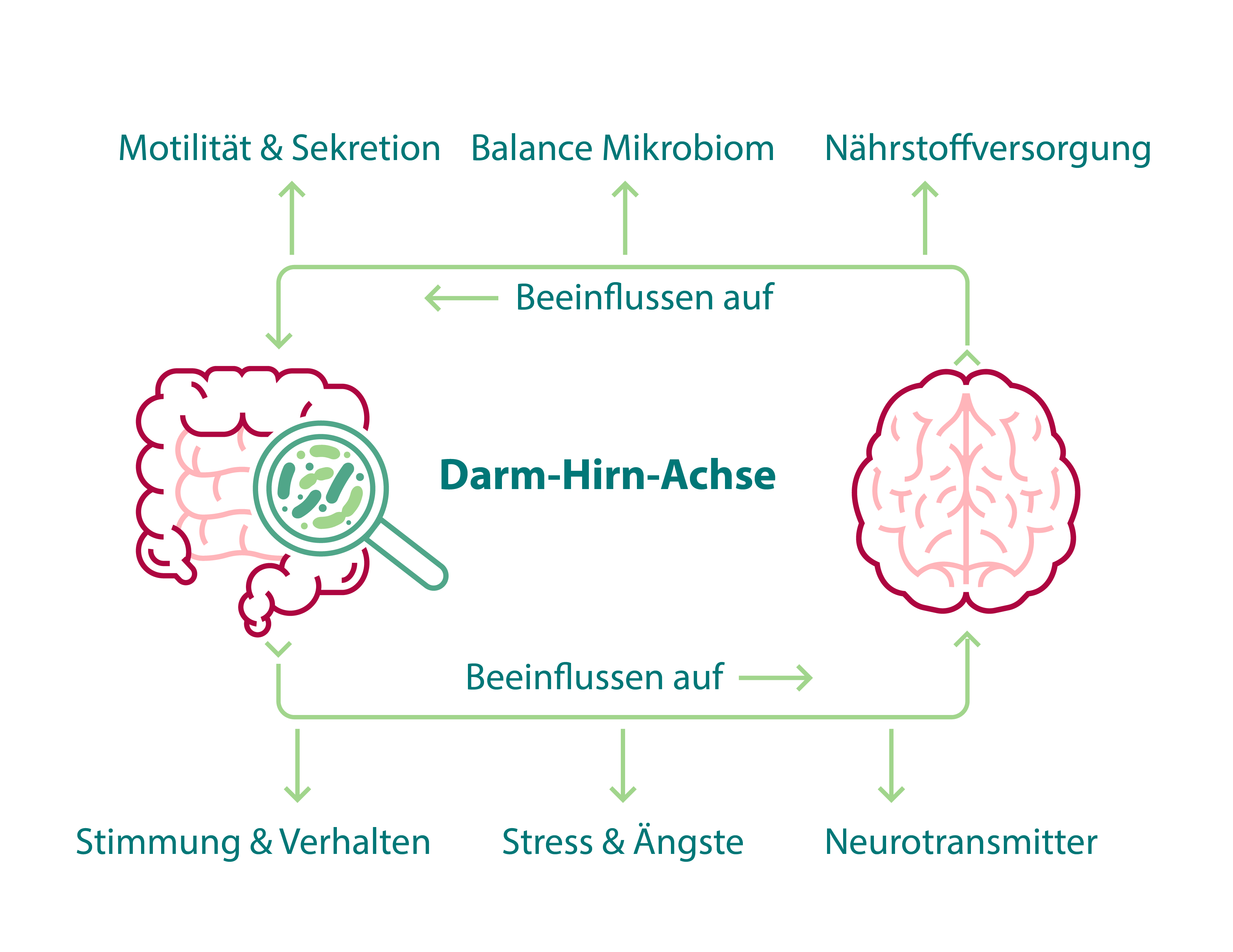 Gut-brain_axis