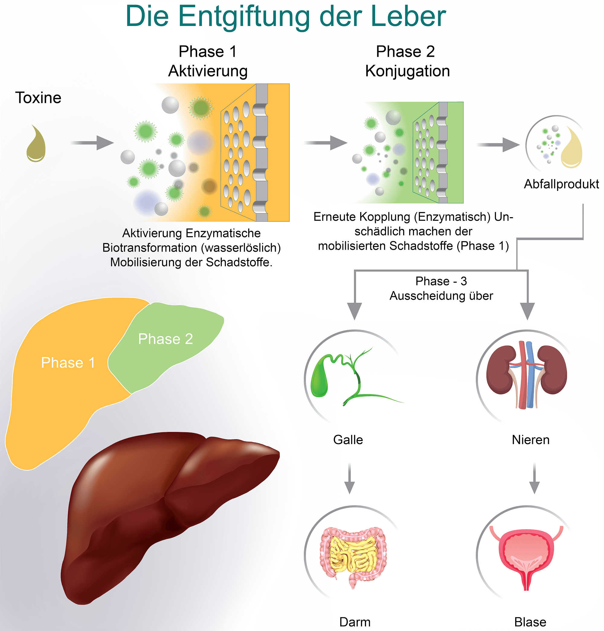 Detoxification_Liver