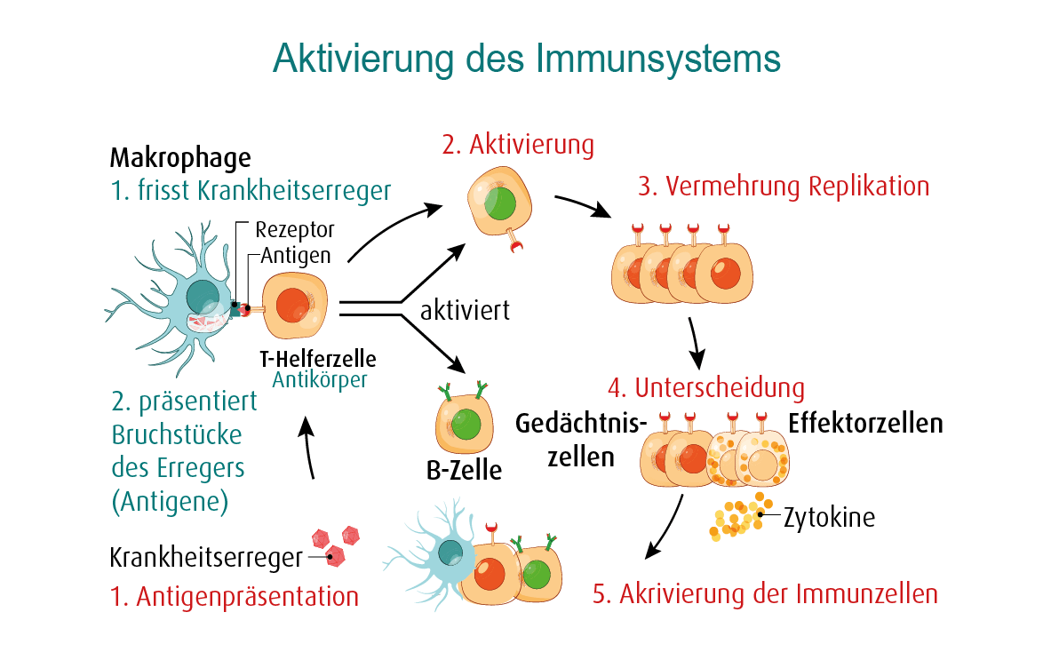 activation_immune_system-5
