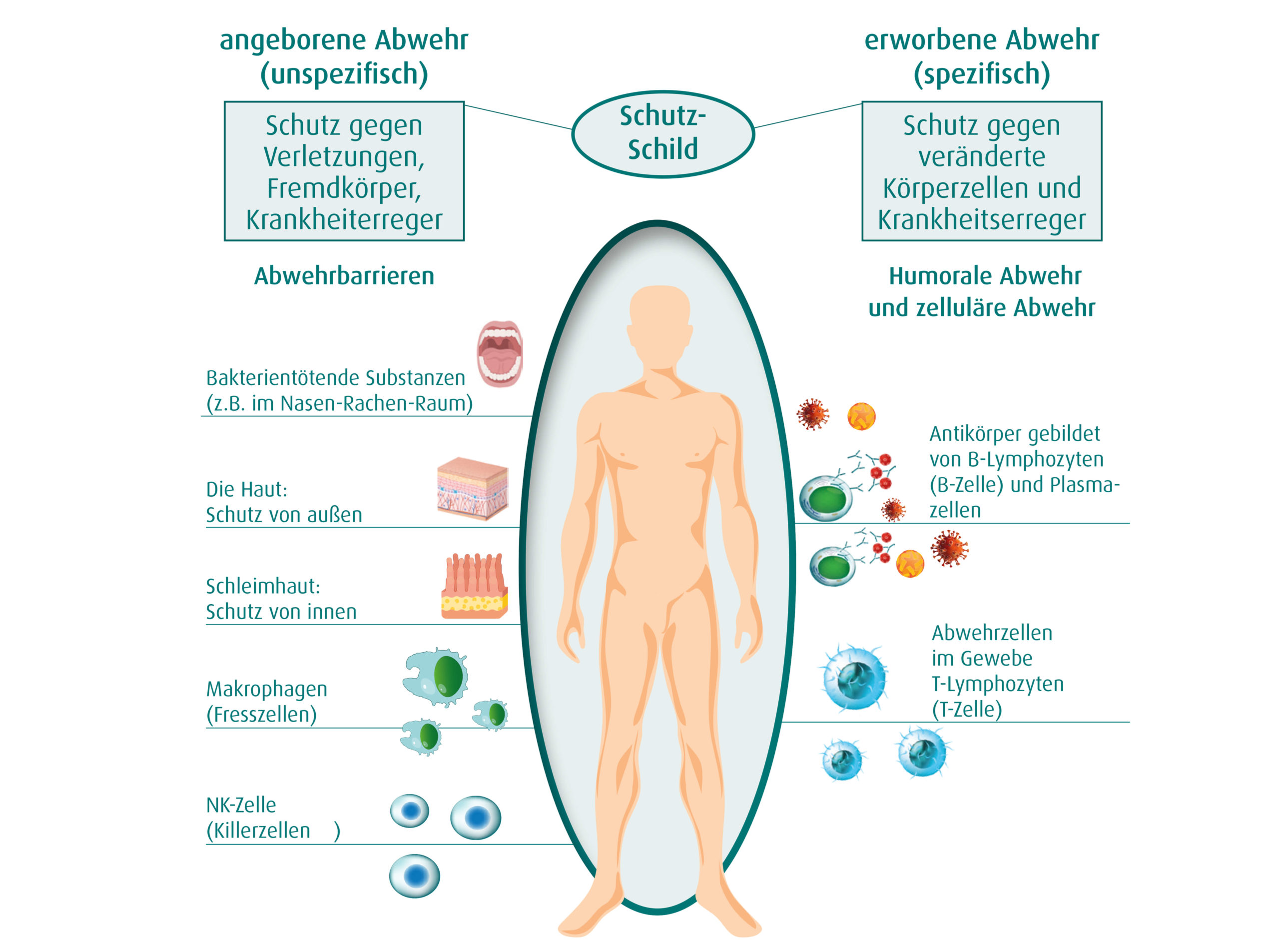 immune-scaled